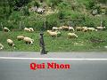 090001 Qui Nhon